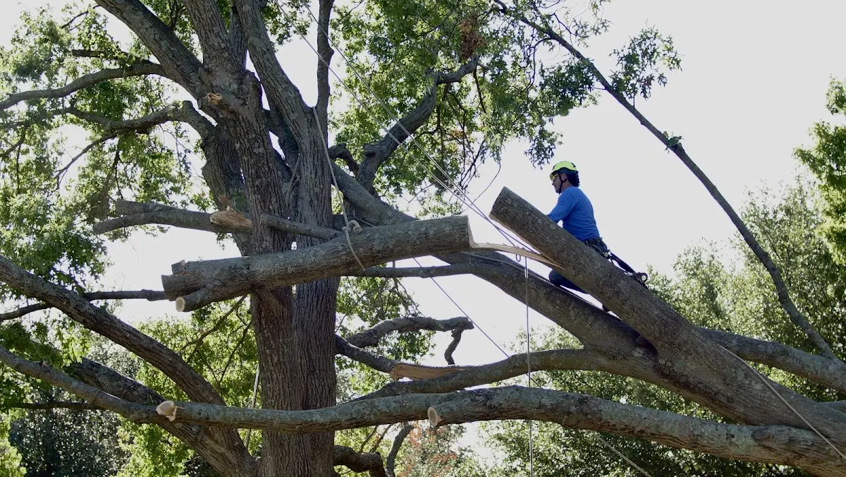 Professional Hazardous Tree Removal performed by certified arborists in Knickerbocker
