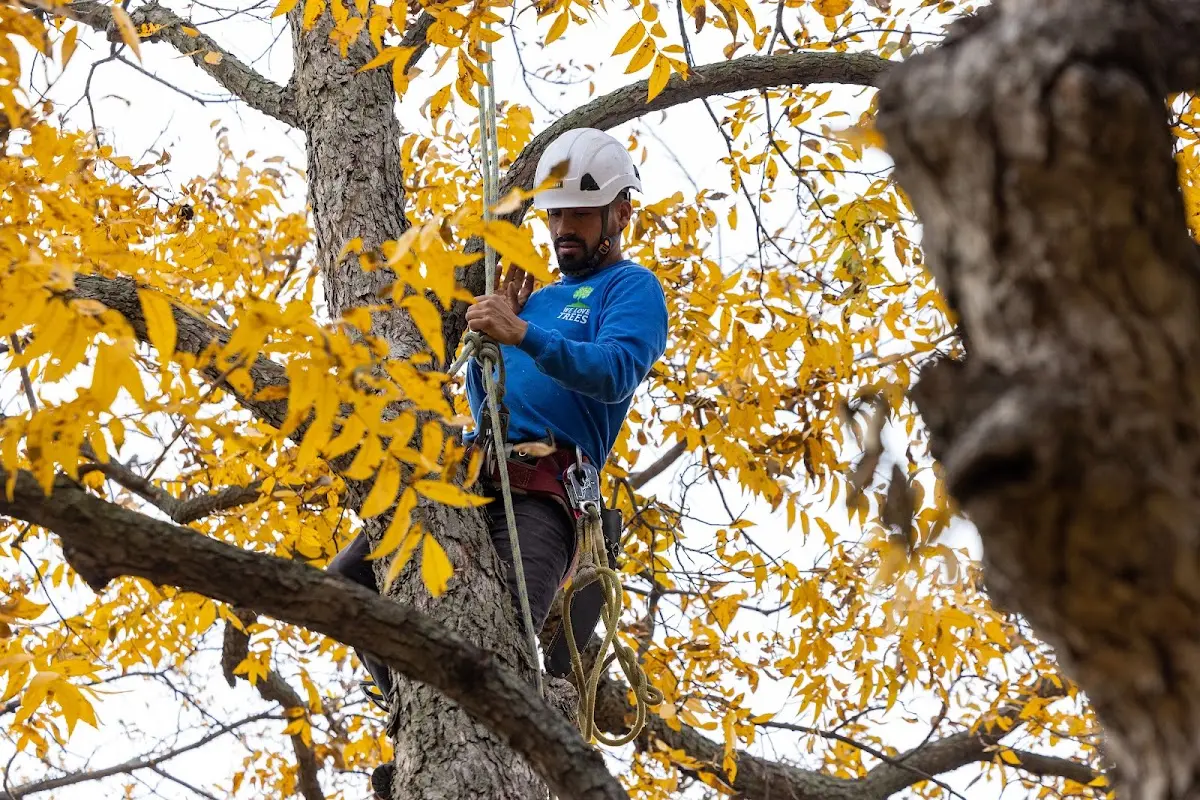Skilled Tree Planing crew working in Knickerbocker