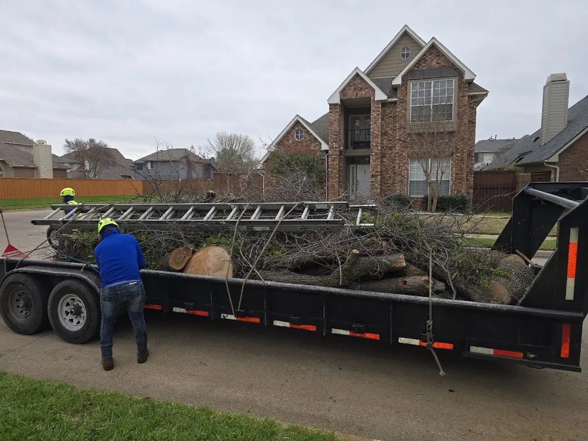 Expert Tree Removal with proper safety equipment in Knickerbocker